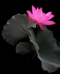 Fiore viola loto rosa sfondo nero rebirthing milano