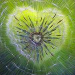 cuore sfondo verde fiori meditazione respiro