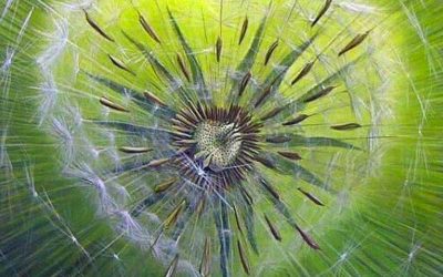 Respiro consapevole e meditazione