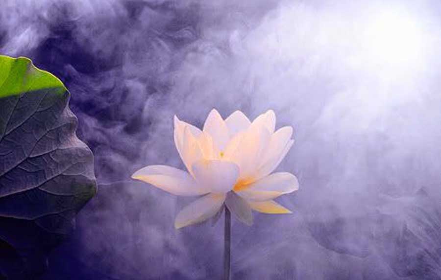 disegno di fiore di loto sfondo viola